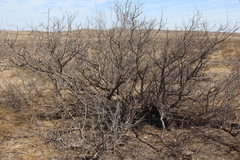 Vachellia constricta