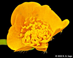 Ranunculus