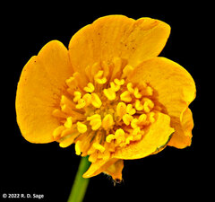 Ranunculus