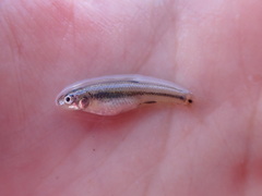 Notropis braytoni