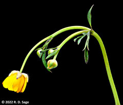 Ranunculus
