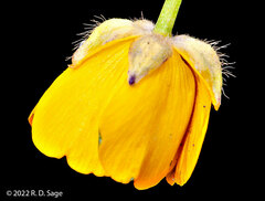 Ranunculus