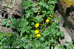 Ranunculus