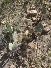 Opuntia gilvescens