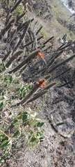 Borzicactus sepium