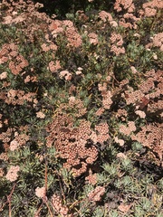 Eriogonum arborescens