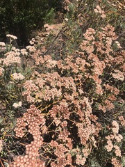 Eriogonum arborescens