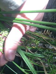 Carex lonchocarpa