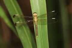 Neurothemis stigmatizans