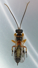 Ctenopelmatinae