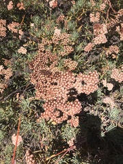 Eriogonum arborescens