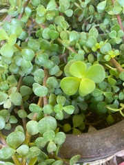Portulacaria