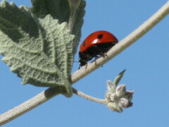 Coccinella