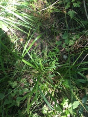 Carex lonchocarpa
