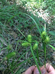 Carex lurida