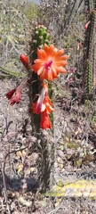 Borzicactus sepium