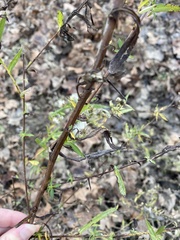 Hypericum prolificum