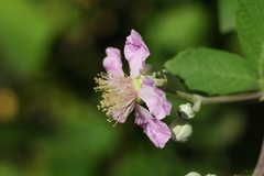 Rubus creticus