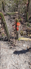 Borzicactus sepium