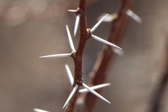 Vachellia constricta