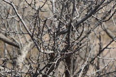 Vachellia constricta
