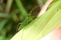 Blepharidopterus angulatus