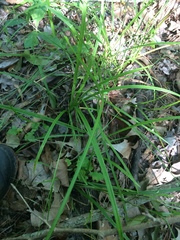 Carex styloflexa