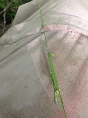 Image of Carex styloflexa by no rights reserved