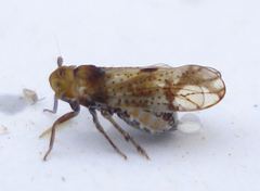 Conomelus anceps