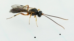 Ctenopelmatinae