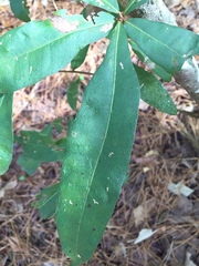 Quercus hemisphaerica