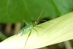 Blepharidopterus angulatus