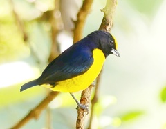 Euphonia xanthogaster