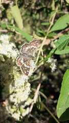 Burnsius orcynoides