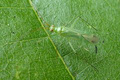 Blepharidopterus angulatus