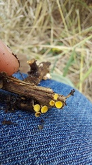 Calycina citrina