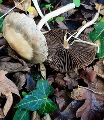 Psathyrella longipes