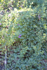 Maurandya antirrhiniflora