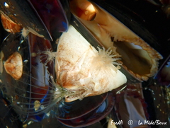 Amphibalanus eburneus