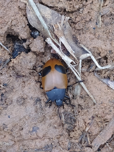 Iphiclus bimaculatus