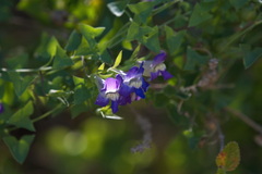 Maurandya antirrhiniflora
