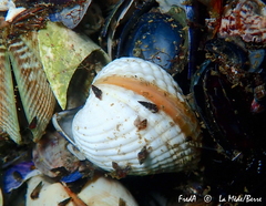 Cerastoderma glaucum