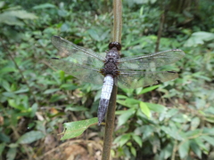 Hadrothemis coacta