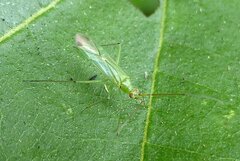Blepharidopterus angulatus