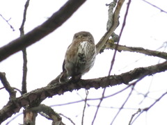 Glaucidium passerinum