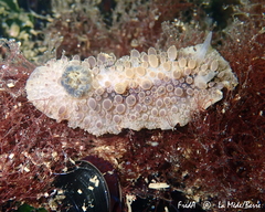 Doris verrucosa