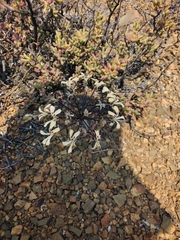 Pelargonium moniliforme