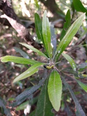 Pouteria salicifolia