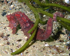 Hippocampus hippocampus