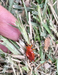 Xenarescus monoceros